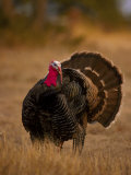 Rio Grande Turkey