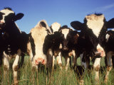 Jersey Cows, WI