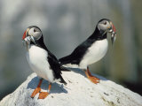 Atlantic Puffins with Fish, Machais Sea Island, ME