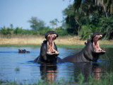 Hippo, Botswana