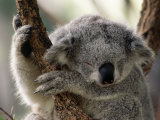 Koala Snoozing, Australia