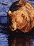 Grizzly Bear, Ursus Arctos Middendorffi, AK
