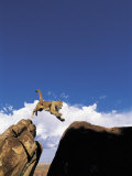 Mountain Lion Leaping, Southwest US