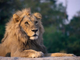 Lion, North Botswana