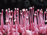 Flock of Flamingos