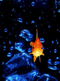 Front View of Goldfish Swimming in Bowl