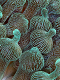 Buy Sea Anemone Detail, Komodo, Indonesia at AllPosters.com