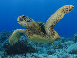 Green Sea Turtle, Sipidan, Malaysia