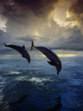 Bottlenose Dolphins, Tursiops Truncatus