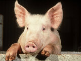 Buy Large White Cross Landrace Pig Peering Over Sty Wall, Yorkshire, UK at AllPosters.com