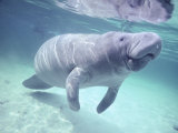 Buy Manatee, Crystal River NW Refuge, FL at AllPosters.com