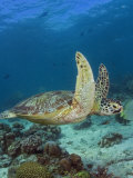 Green Sea Turtle, Sipidan, Malaysia