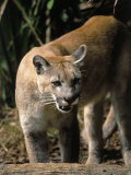 Florida Panther (Felis Concolor), FL
