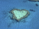 Buy Heart Shape Reef at AllPosters.com