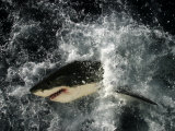 Buy Great White Shark, Guadalupe Island, Mexico at AllPosters.com