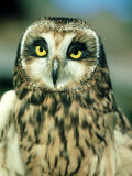 Short-Eared Owl, Portrait, USA