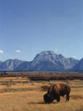 Bison in a Meadow, Jackson Hole, WY