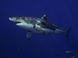 Buy Great White Shark, Guadalupe Island, Mexico at AllPosters.com