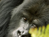 Mountain Gorilla, Close-up of Face Looking Through Fern, Africa