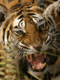 Bengal Tiger, Snarling, Madhya Pradesh, India