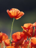 Common Poppy, Red Petals Backlit in Early Morning Light, Scotland
