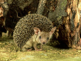 Buy Long-Eared Hedgehog, England, UK at AllPosters.com