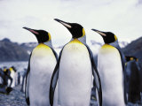 Three King Penguins with Glacier in Background