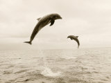 Bottlenose Dolphins Jumping Out of Water