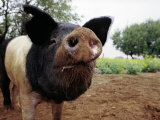 Curious Pig
