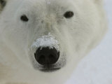 Polar Bear, Ursus Maritimus, Churchill, Manitoba