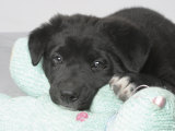 Puppy Lying on Stuffed Animal Toy