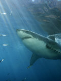 Buy Great White Shark, Guadalupe Island, Mexico at AllPosters.com