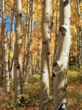 Aspen (Populus Tremuloides) Trees