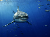 Buy Great White Shark, Guadalupe Island, Mexico at AllPosters.com