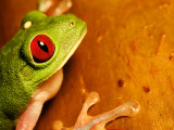 Red-Eyed Tree Frog, Close-up of Head and Front Feet, Costa Rica