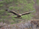 Golden Eagle, Adult in Flight, Scotland