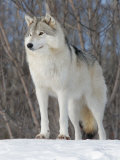 Gray Wolf, Ste-Anne-De-Bellevue, Canada