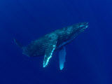 Buy Humpback Whales, Hawaii at AllPosters.com