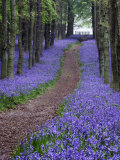 Spring Bluebell Woodlands, Hertfordshire, UK