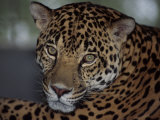 Wild Cat