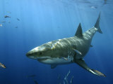 Great White Shark, Guadalupe Island, Mexico