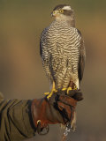 Goshawk, Adult Perched on Falconers Glove, Scotland