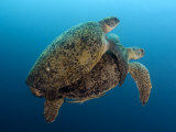 Green Sea Turtle, Pair Mating, Malaysia