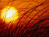 Buy Sun Rising Through Grass, FL at AllPosters.com
