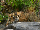 Bengal Tiger, 11 Month Old Cub on Rocks, Madhya Pradesh, India
