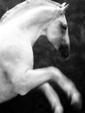 White Horse Prancing