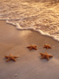 Starfish on Sand
