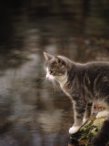 Buy Cat on Rock at AllPosters.com
