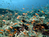 Anthias, Komodo, Indonesia