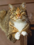 Buy Gray Domestic Cat Outdoors, Close-up at AllPosters.com